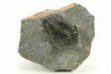 Bargain, Coltraneia Trilobite Fossil - Huge Faceted Eyes #225322-1